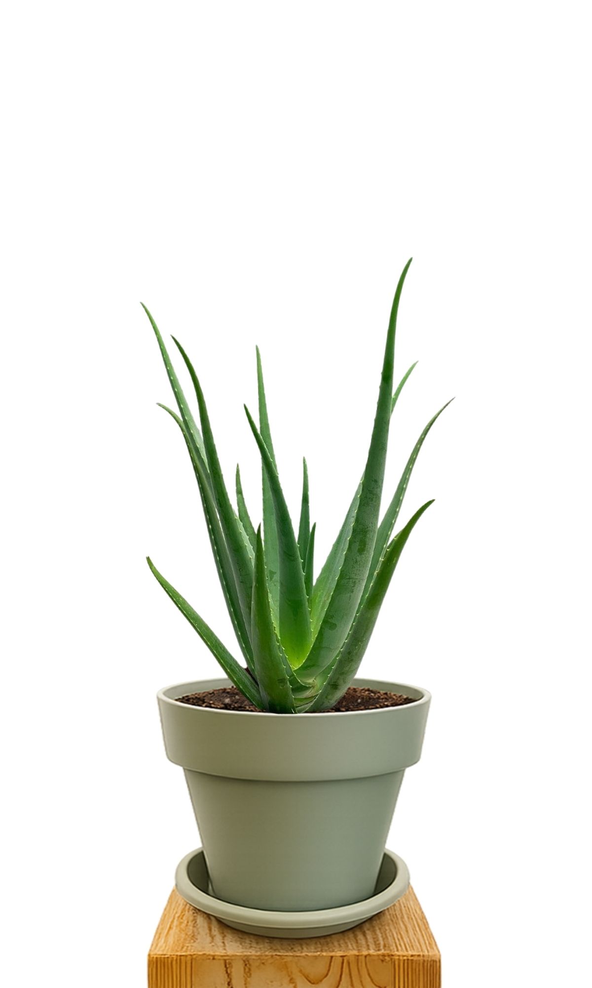 Plant kit 30 Green